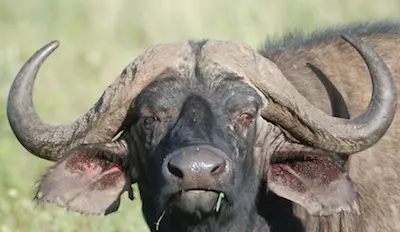 Buffalo on Kilimanjaro A large buffalo stares at the camera