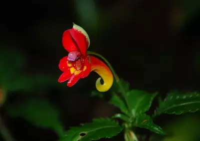 Impatiens kilimanjarii, also known as the elephant's trunk flower and the emblem of Kilimanjaro