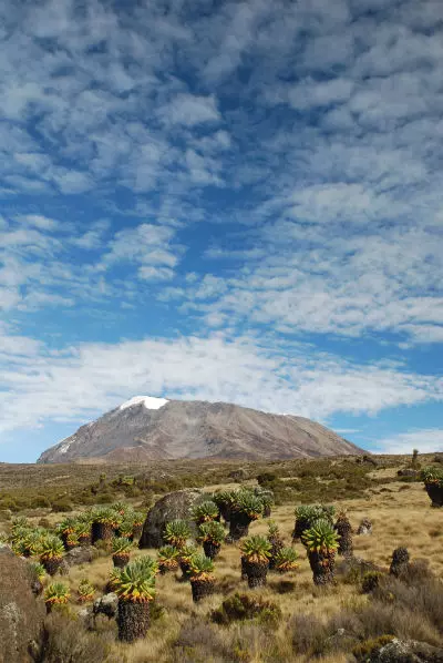 Mount Kilimanjaro Background Information on Kilimanjaro