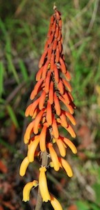 Flora On Kilimanjaro Climb Mount Kilimanjaro Flora On Kilimanjaro Climb Mount Kilimanjaro