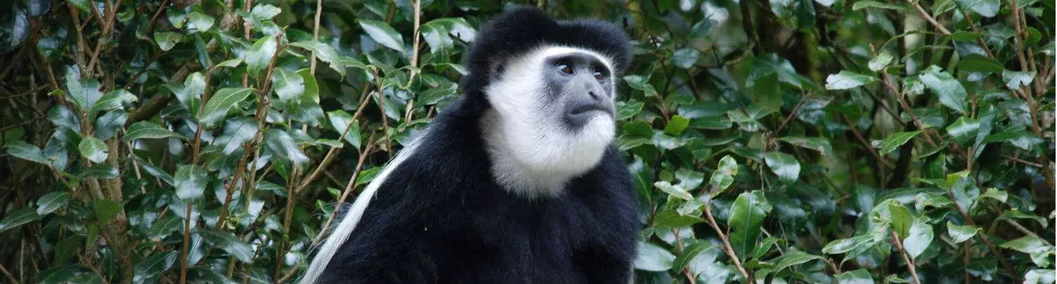 Colobus monkey on Kilimanjaro - illustration for background Information